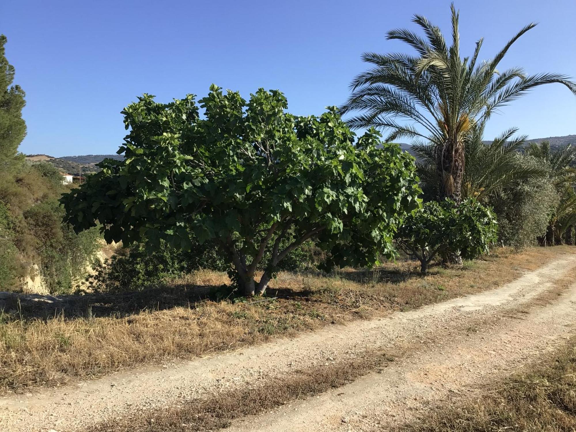 Goudhi Pervolaris Cottages 1 מראה חיצוני תמונה