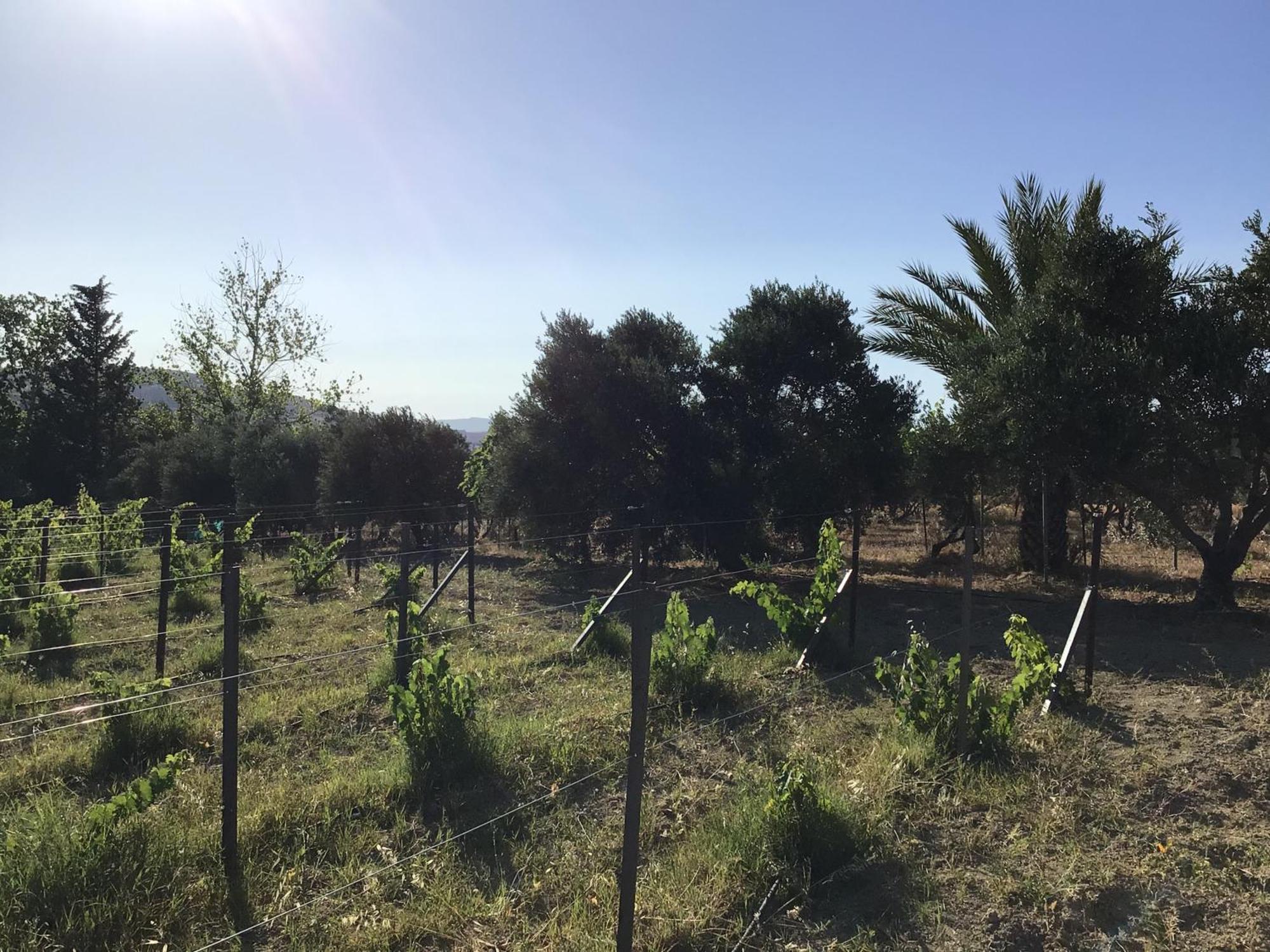 Goudhi Pervolaris Cottages 1 מראה חיצוני תמונה